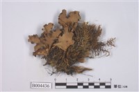 藏品(牛皮葉屬)的圖片